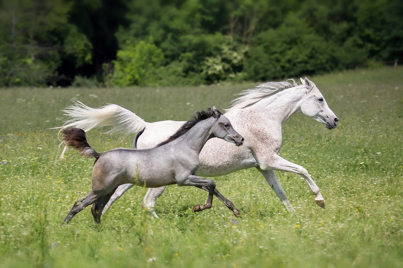 So bleibt dein Tier langfristig fit horse, arabian, mare, foal, run, meadow, landscape, gallop, two, gray, animal, nature, outdoor, field, mammal, gray horse, play, back, spring, movement