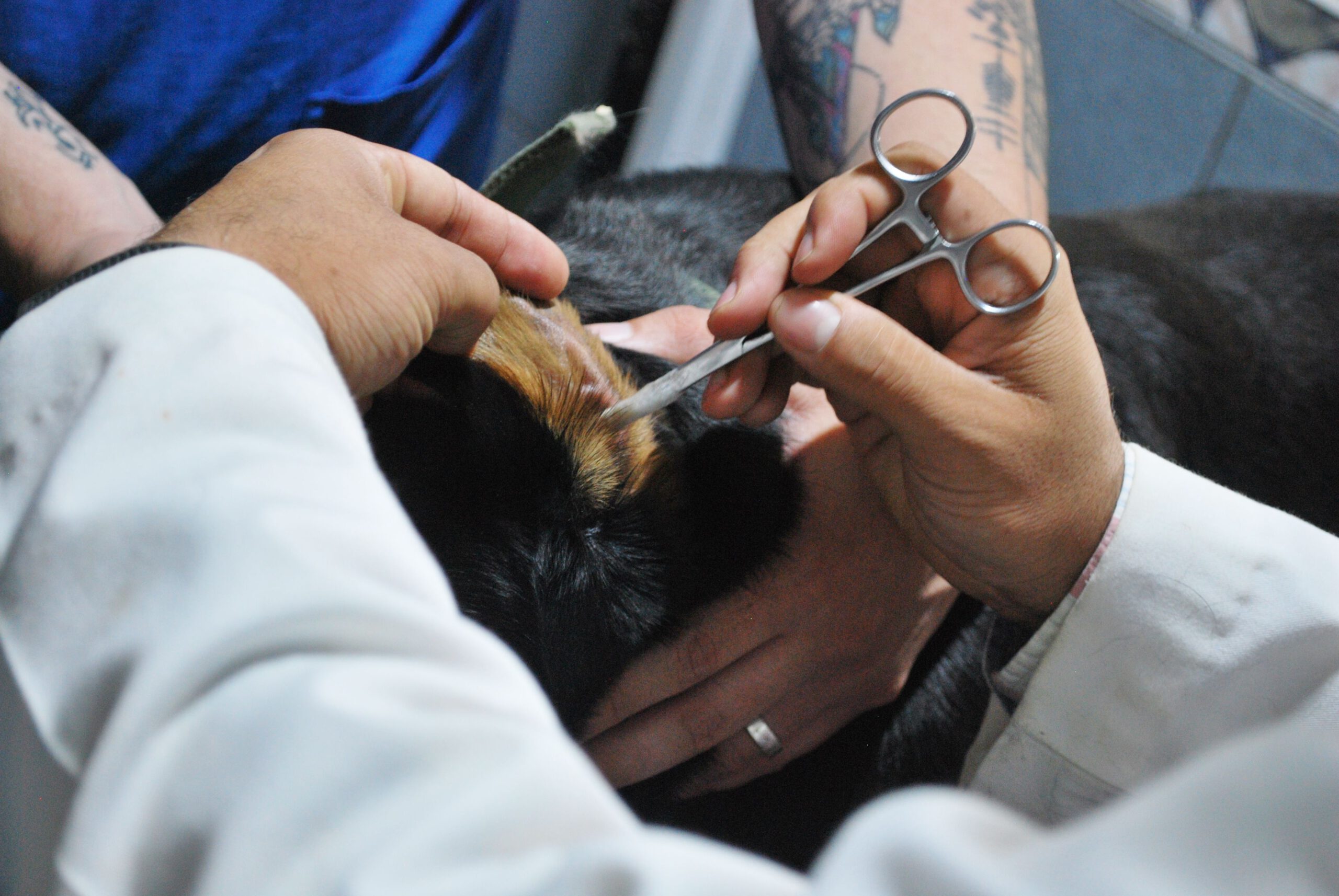 Über mich Veterinarian carefully examining a dog's ear during a routine check-up at a clinic.